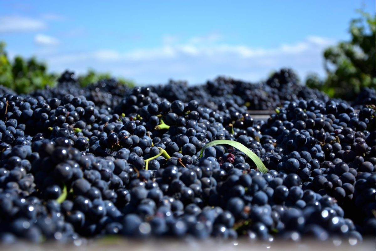 vinificación del pinot noir